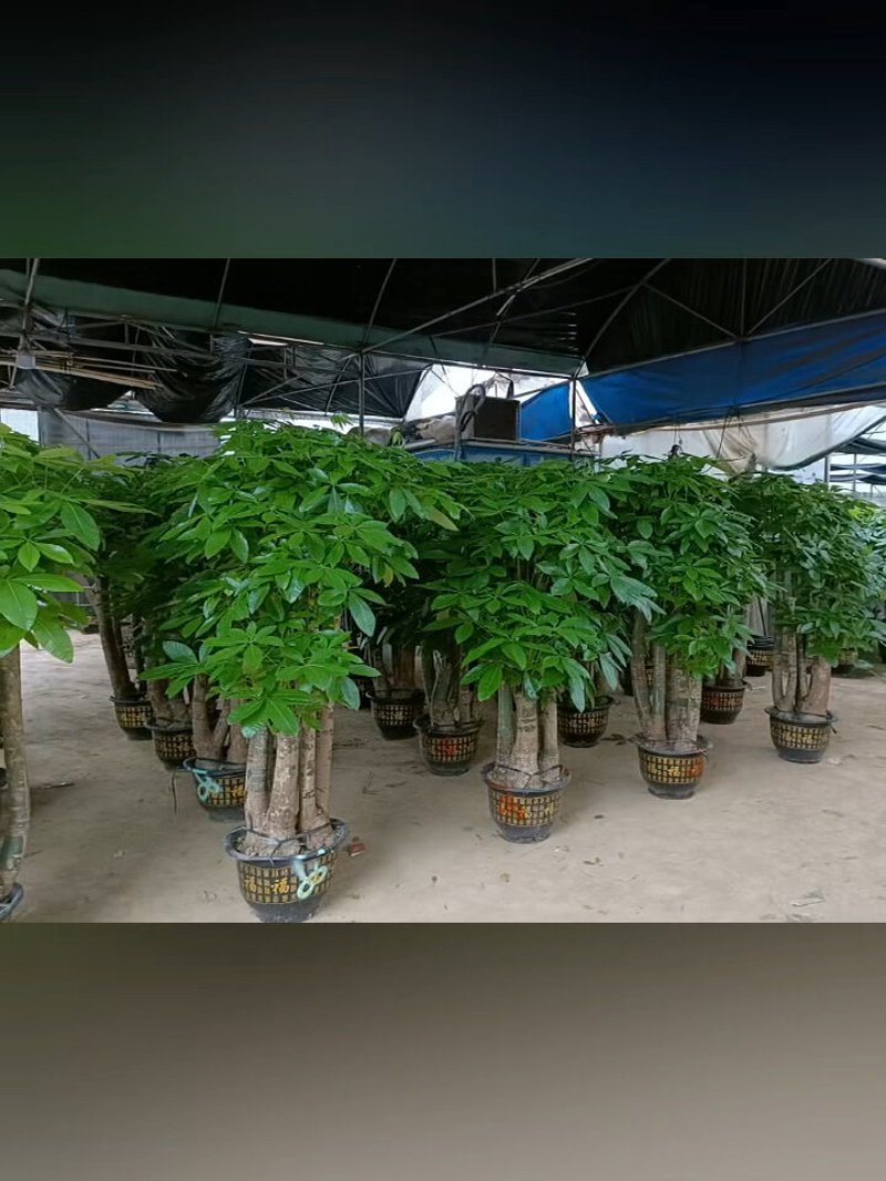 连云港鲜花店:城市里的浪漫使者