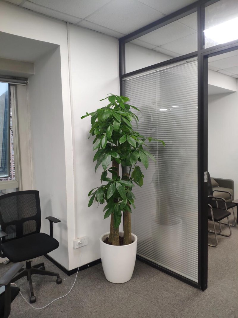 绿植盆栽批发行业的最新趋势与发展