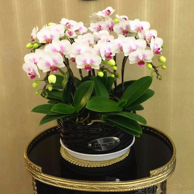 绿植盆栽批发:行业现状与未来趋势
