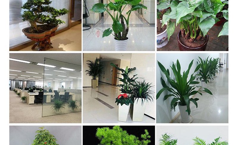 花卉租摆:扮靓办公室的一抹绿意