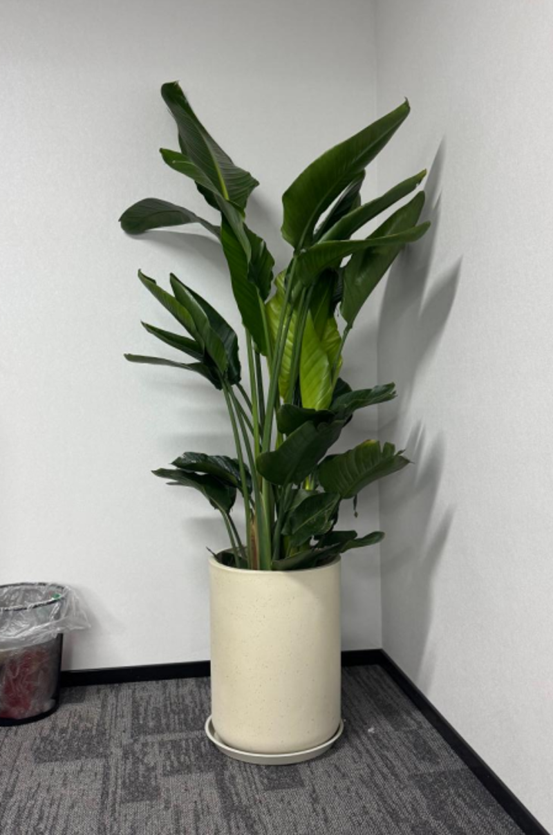 绿植盆栽批发:行业现状与未来趋势